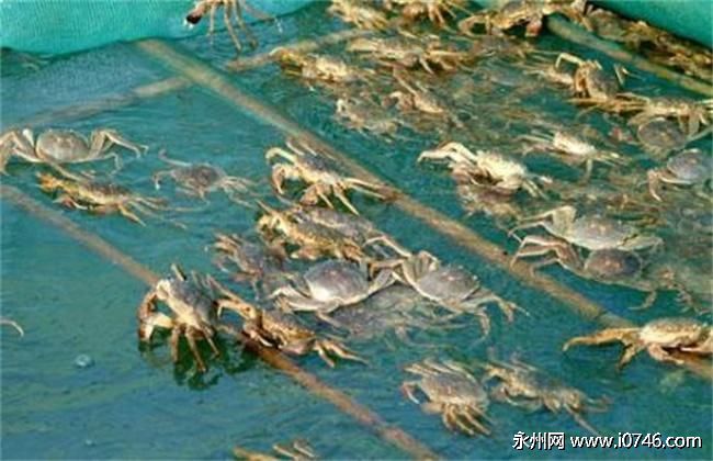 养殖虾蟹：低成本高利润的水产品