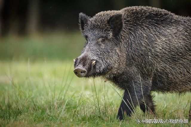 野猪是保护动物吗 是三有保护动物(2022年没有取消保护不能打)