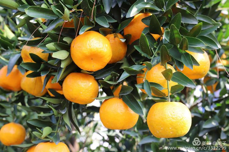 趣闻之家：揭秘橘子丰收的季节及晚熟品种的独特成熟时间