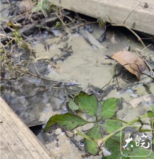 阜阳小区园林水系遭餐饮油污污染：物业正进行管网整改