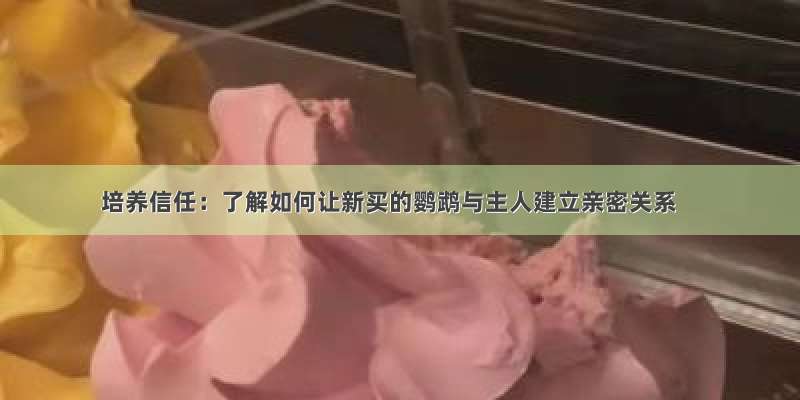 培养信任：了解如何让新买的鹦鹉与主人建立亲密关系