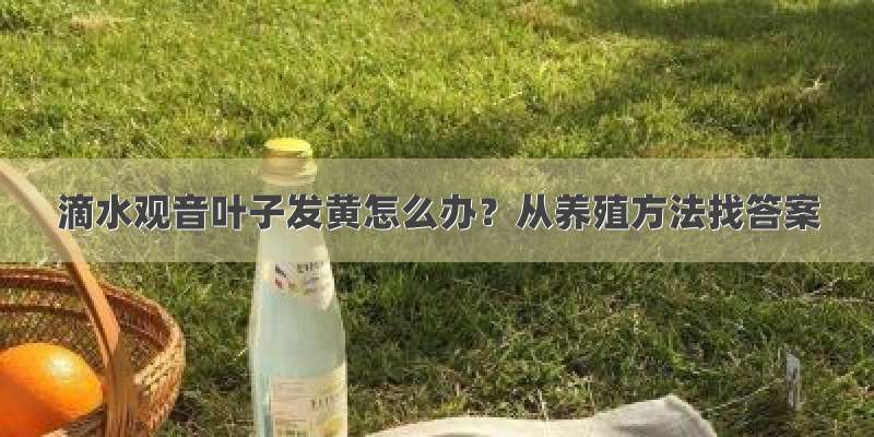 滴水观音叶子发黄怎么办？从养殖方法找答案