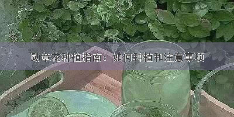 勋章花种植指南：如何种植和注意事项