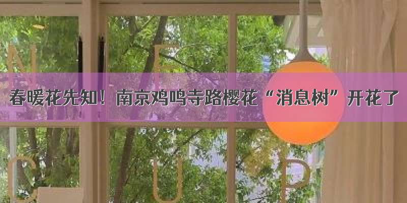 春暖花先知！南京鸡鸣寺路樱花“消息树”开花了