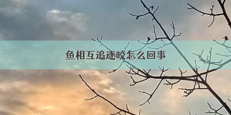 鱼相互追逐咬怎么回事