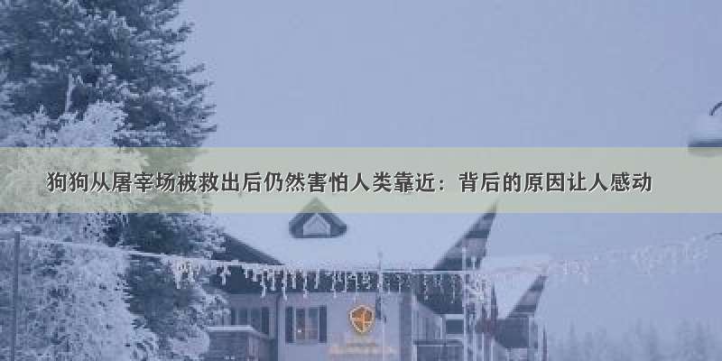 狗狗从屠宰场被救出后仍然害怕人类靠近：背后的原因让人感动