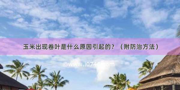 玉米出现卷叶是什么原因引起的？（附防治方法）